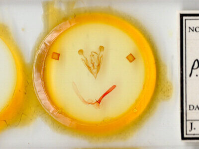 slide view of adult Protorthodes mulina