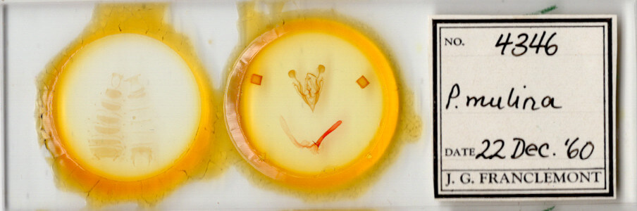 slide view of adult Protorthodes mulina