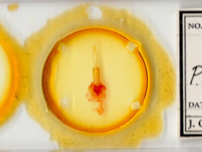 slide view of adult Protorthodes mulina