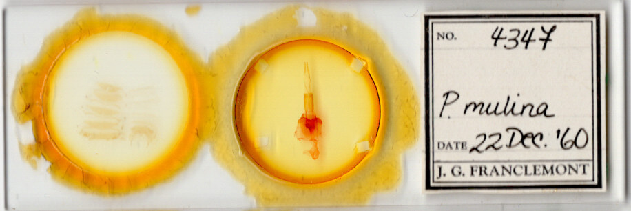 slide view of adult Protorthodes mulina