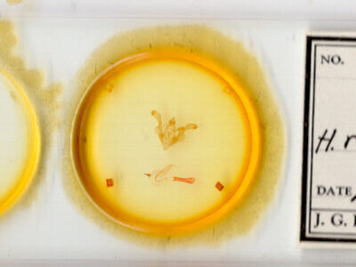 slide view of adult Homorthodes reliqua