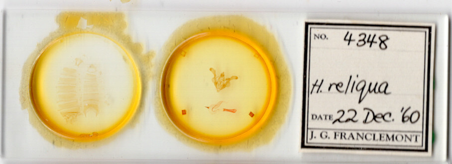 slide view of adult Homorthodes reliqua