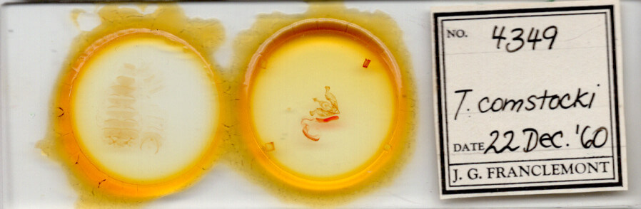 slide view of adult Trichocerapoda comstocki