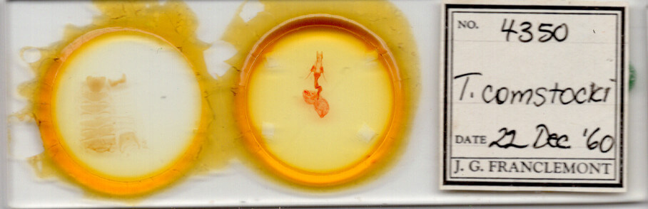 slide view of adult Trichocerapoda comstocki