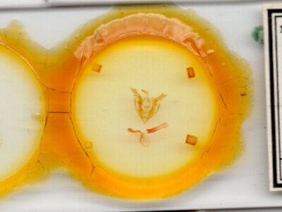 slide view of adult Lacinipolia stenotis