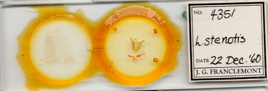 slide view of adult Lacinipolia stenotis