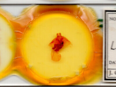 slide view of adult Leucanopsis longa