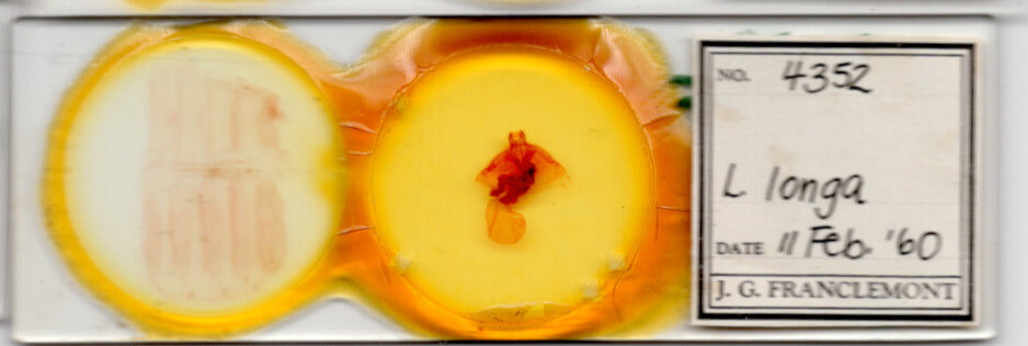 slide view of adult Leucanopsis longa