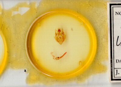 slide view of adult Hypotrix lunata