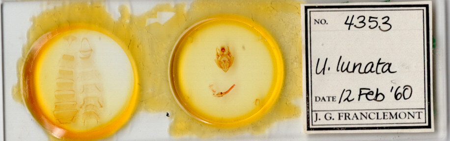 slide view of adult Hypotrix lunata