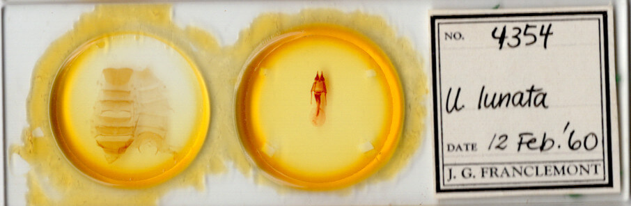 slide view of adult Hypotrix lunata