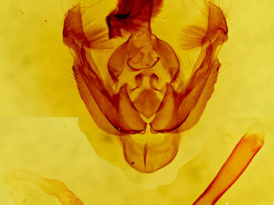 genitalia view of adult Hypotrix trifascia