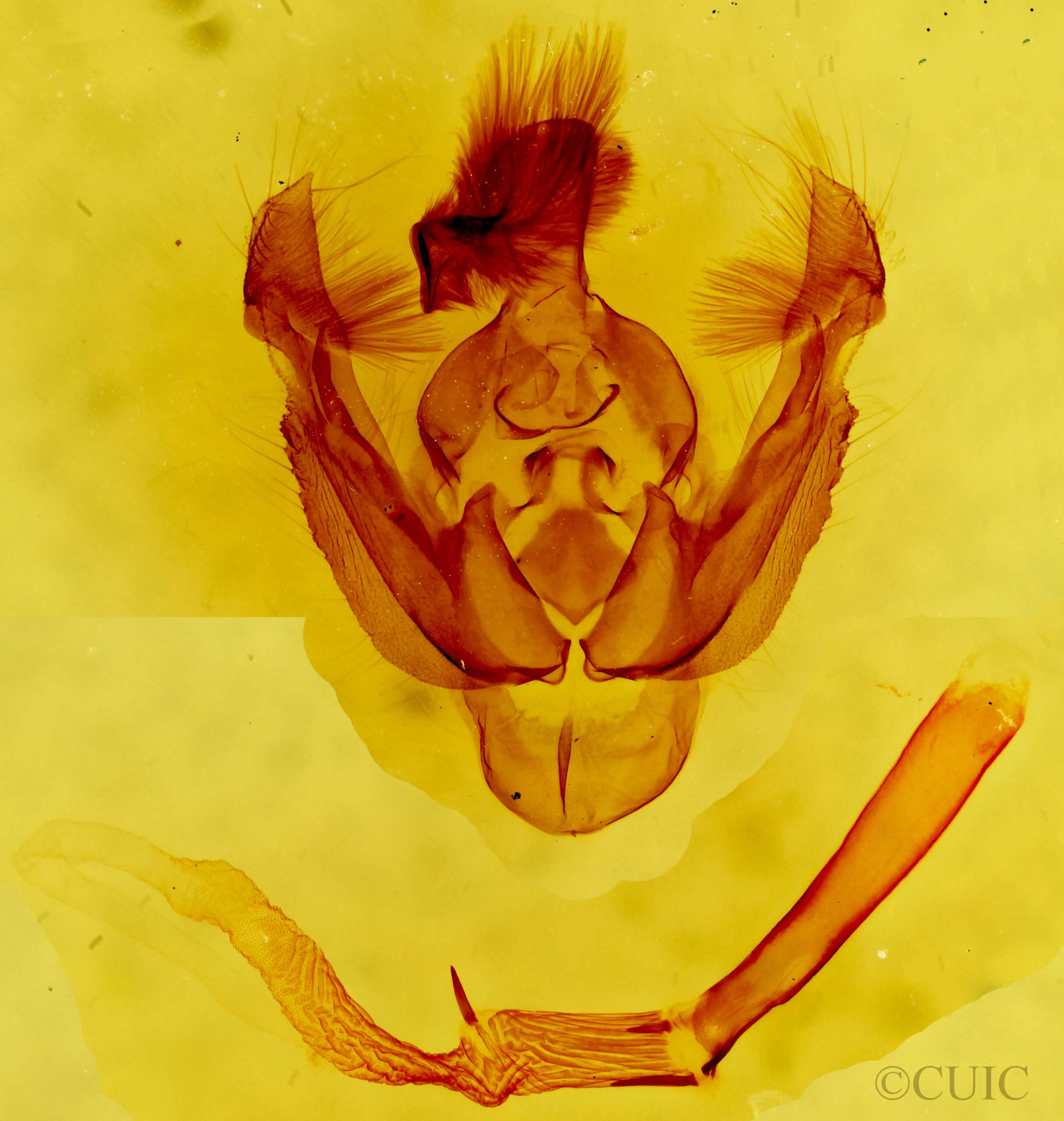 genitalia view of adult Hypotrix trifascia
