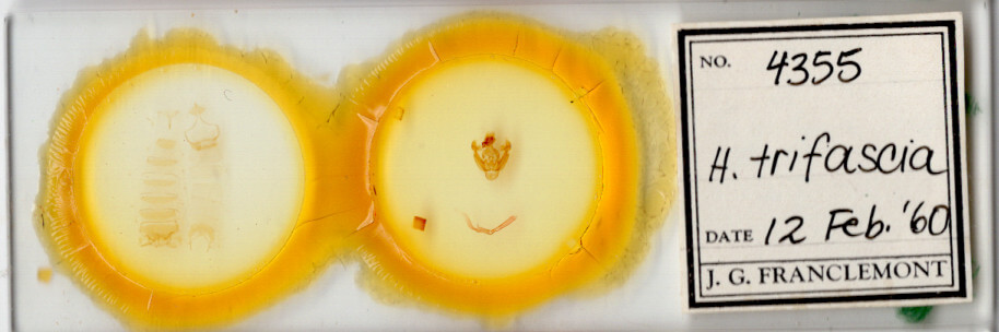 slide view of adult Hypotrix trifascia