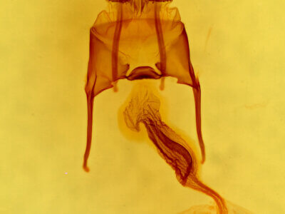 genitalia view of adult Hypotrix trifascia