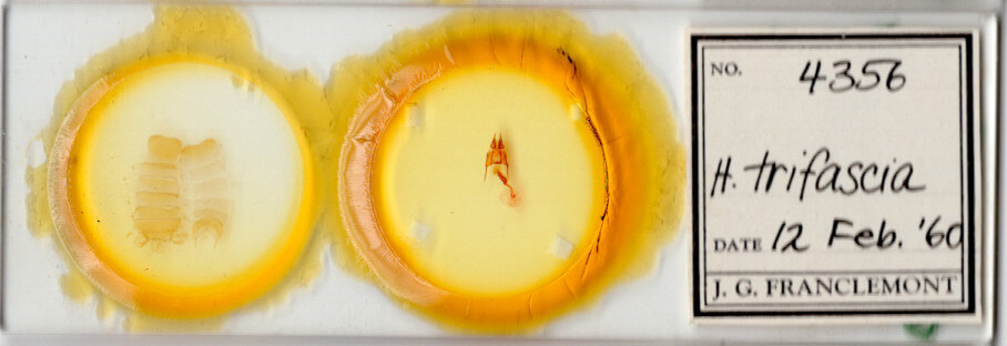 slide view of adult Hypotrix trifascia