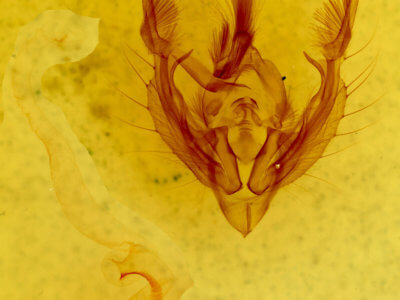 genitalia view of adult Hypotrix hueco