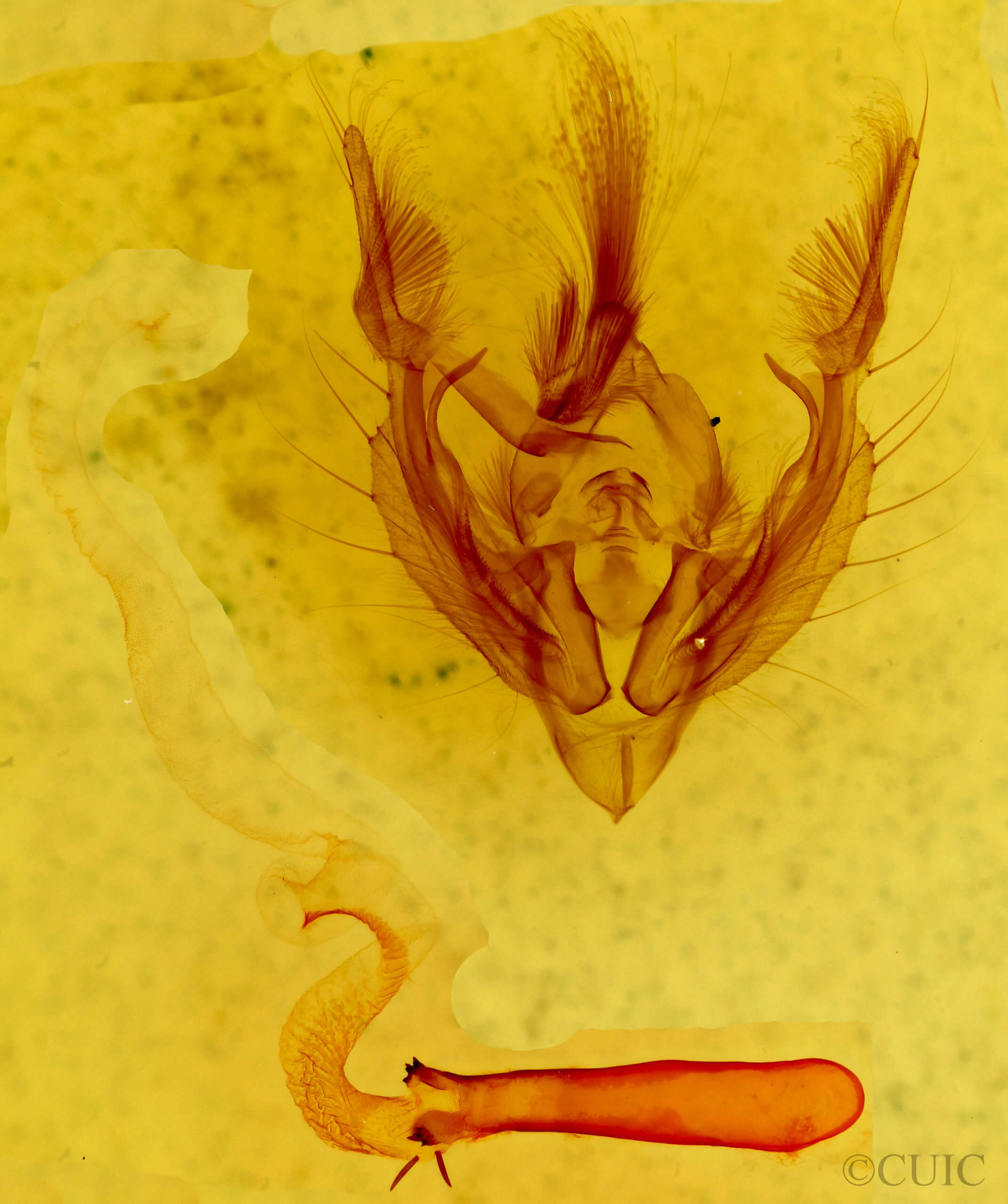 genitalia view of adult Hypotrix hueco