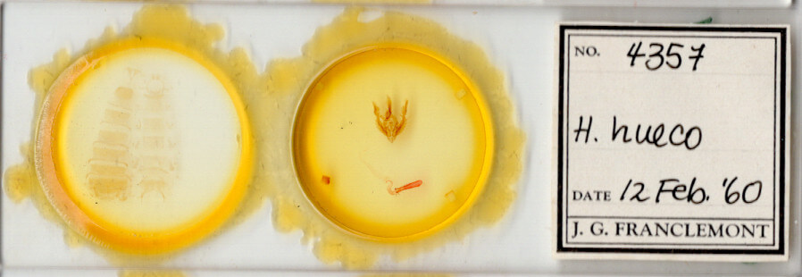 slide view of adult Hypotrix hueco