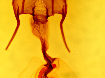 genitalia view of adult Hypotrix hueco