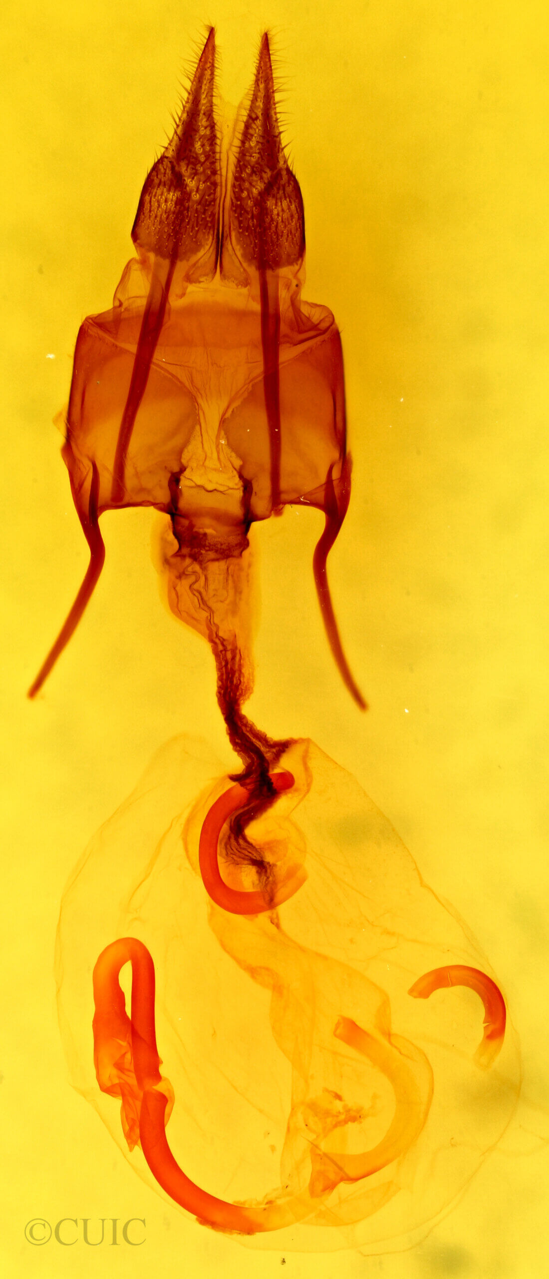 genitalia view of adult Hypotrix hueco