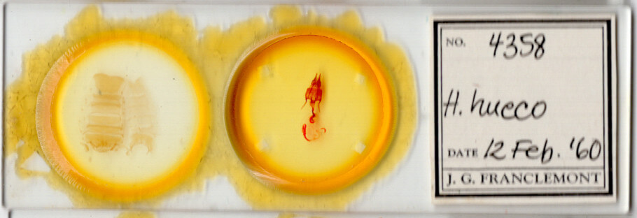 slide view of adult Hypotrix hueco