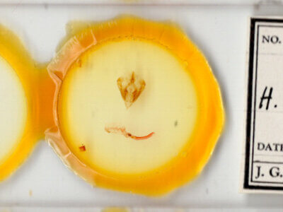 slide view of adult Hypotrix alamosa