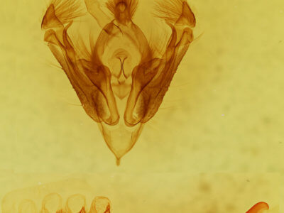 genitalia view of adult Hypotrix alamosa