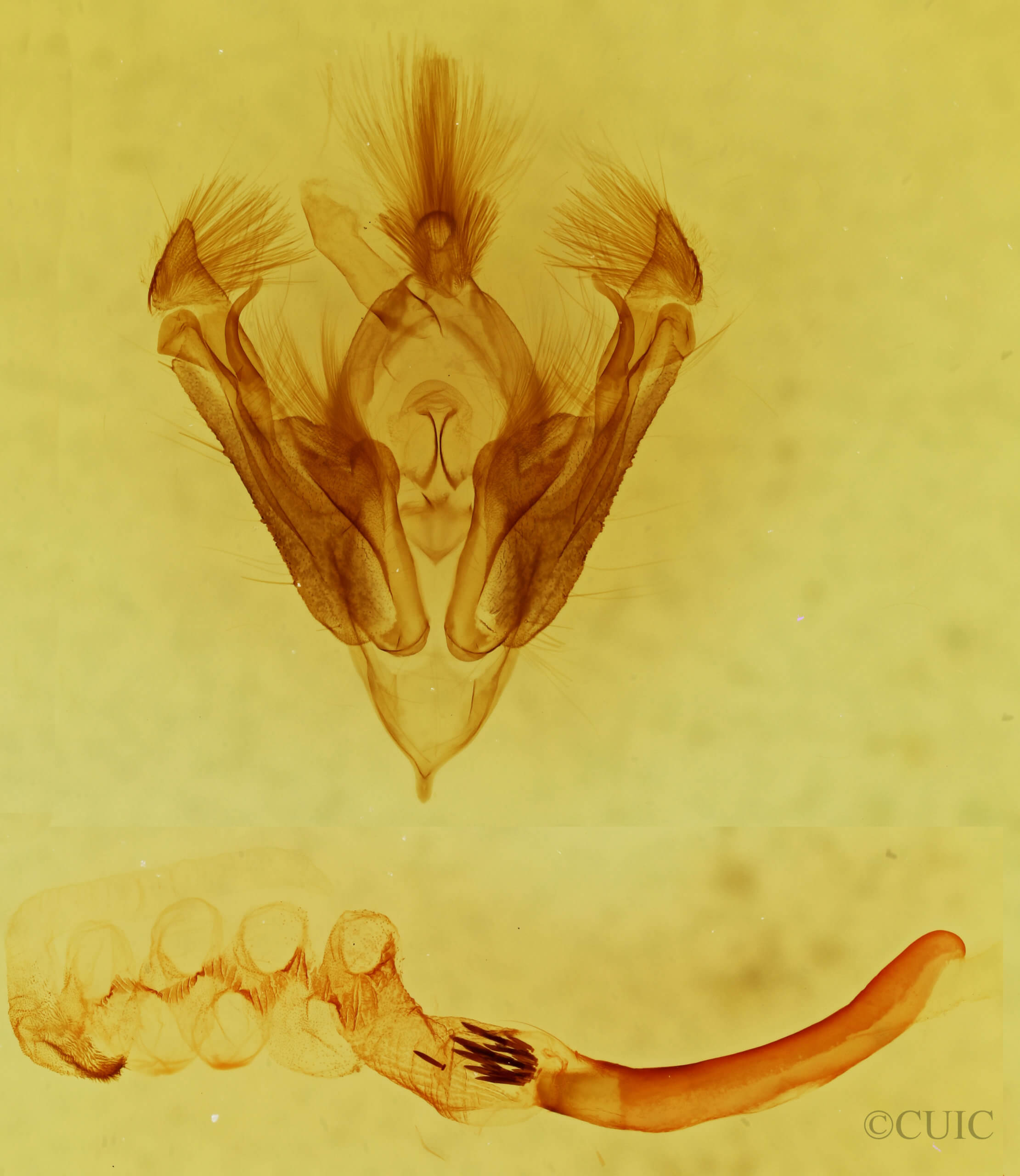 genitalia view of adult Hypotrix alamosa