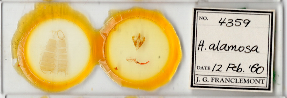 slide view of adult Hypotrix alamosa