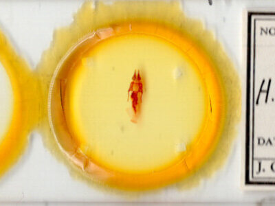 slide view of adult Hypotrix alamosa