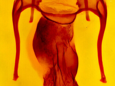 genitalia view of adult Hypotrix alamosa