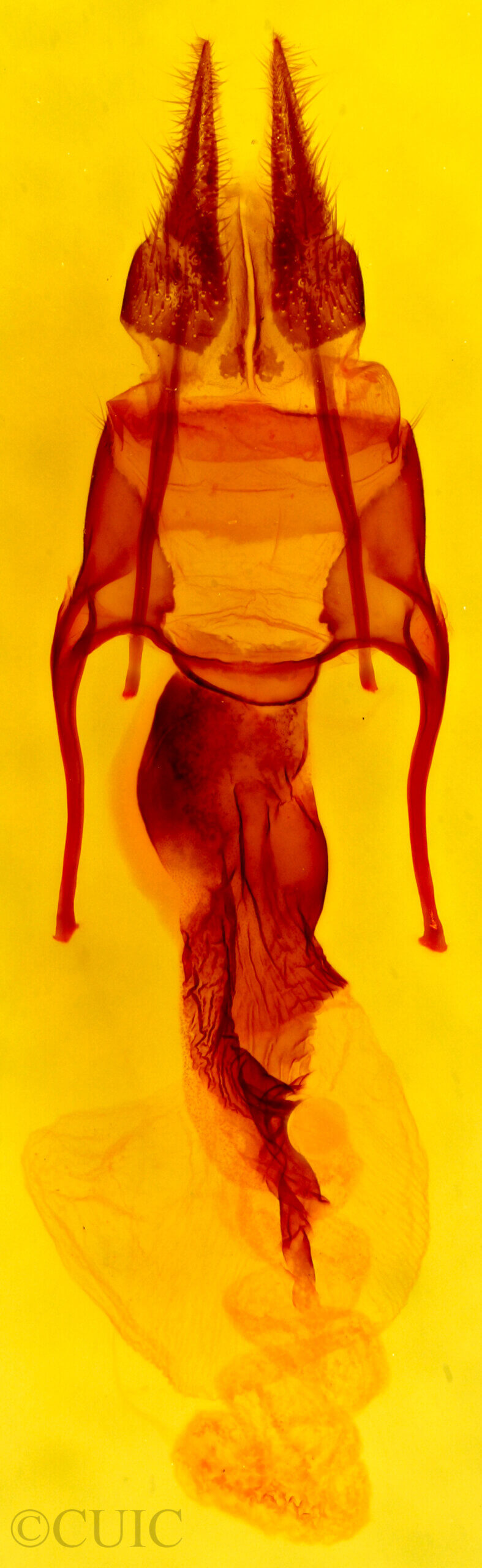 genitalia view of adult Hypotrix alamosa