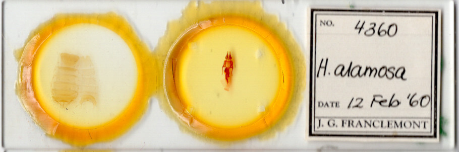 slide view of adult Hypotrix alamosa