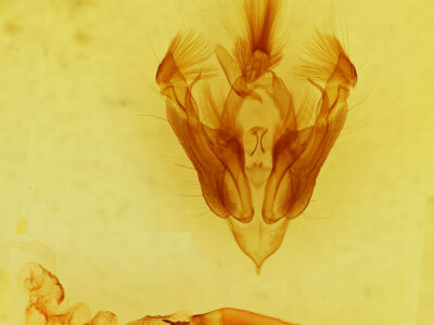 genitalia view of adult Hypotrix hueco