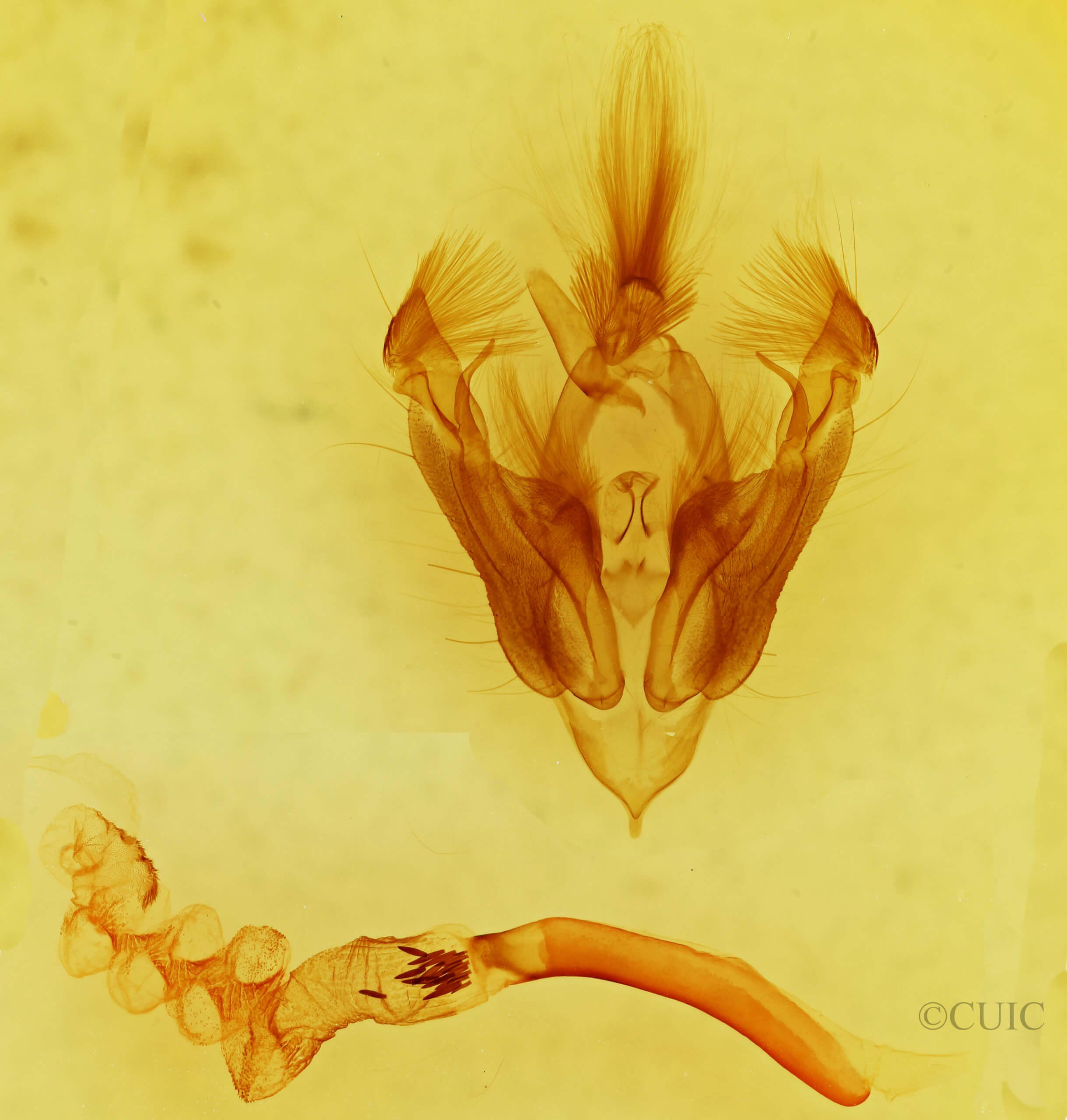 genitalia view of adult Hypotrix hueco