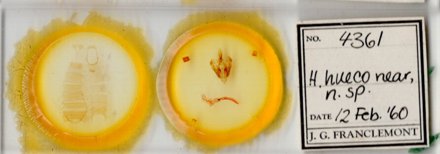 slide view of adult Hypotrix hueco