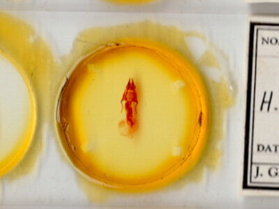 slide view of adult Hypotrix hueco