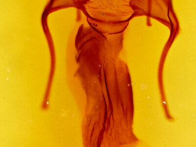 genitalia view of adult Hypotrix hueco