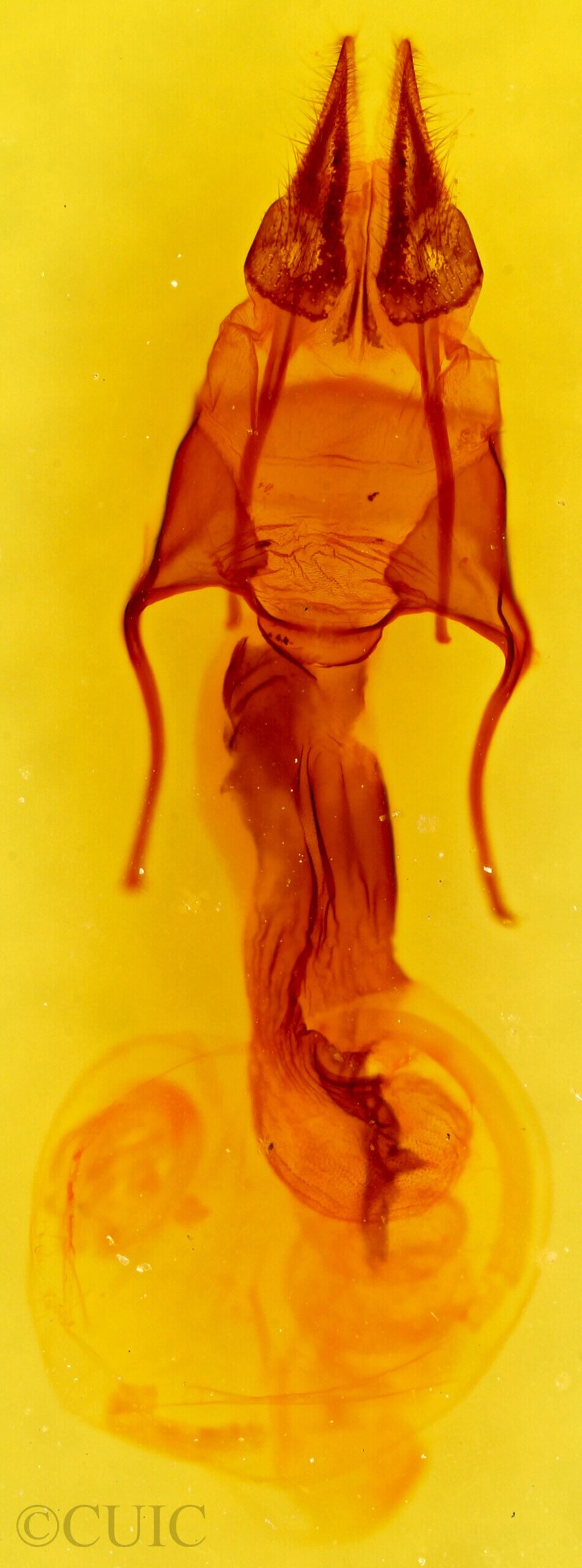 genitalia view of adult Hypotrix hueco