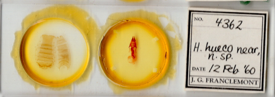 slide view of adult Hypotrix hueco