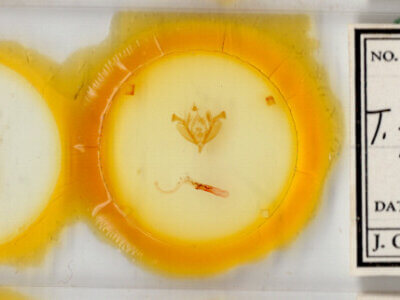 slide view of adult Hypotrix ferricola