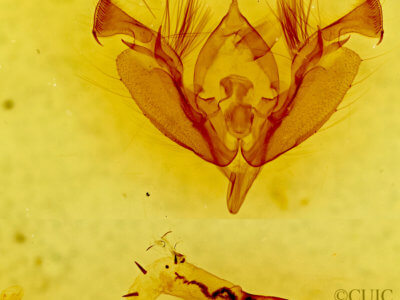 genitalia view of adult Hypotrix ferricola