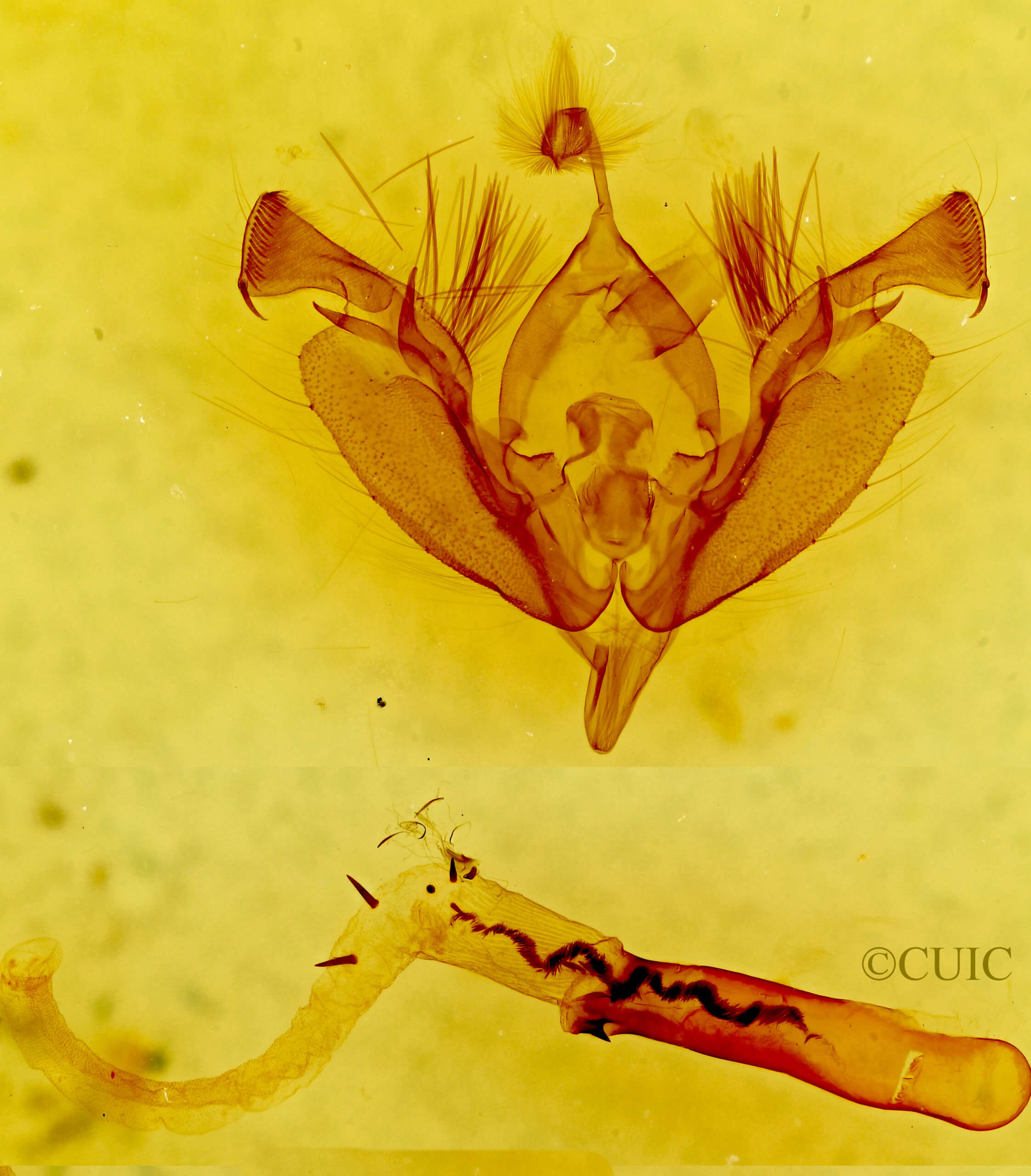genitalia view of adult Hypotrix ferricola