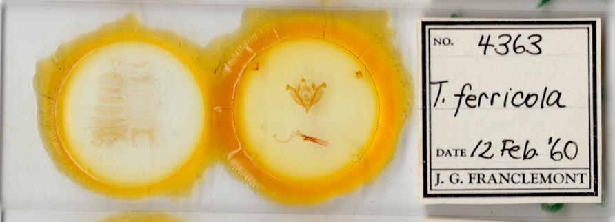 slide view of adult Hypotrix ferricola