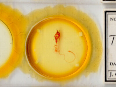 slide view of adult Hypotrix ferricola