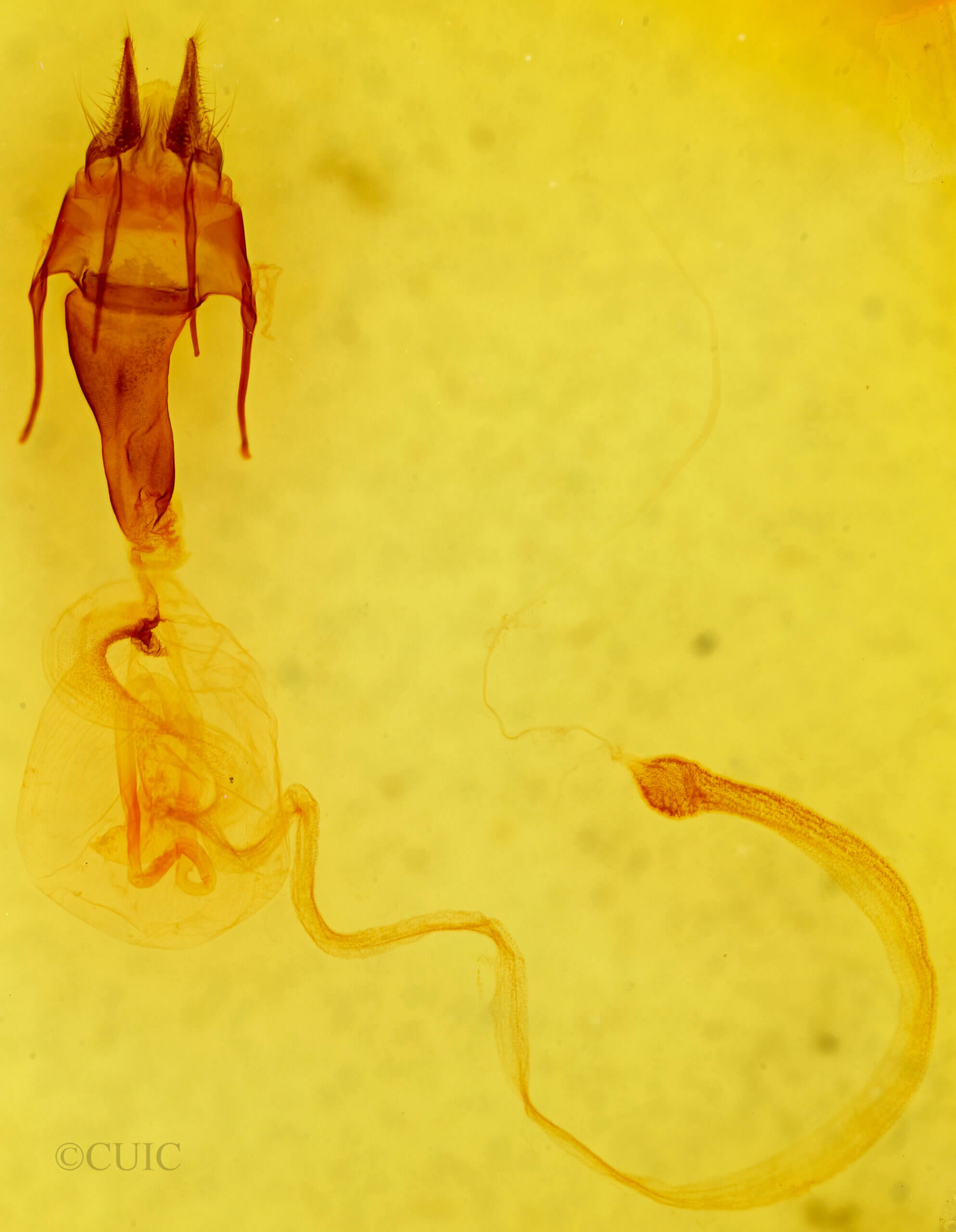 genitalia view of adult Hypotrix ferricola