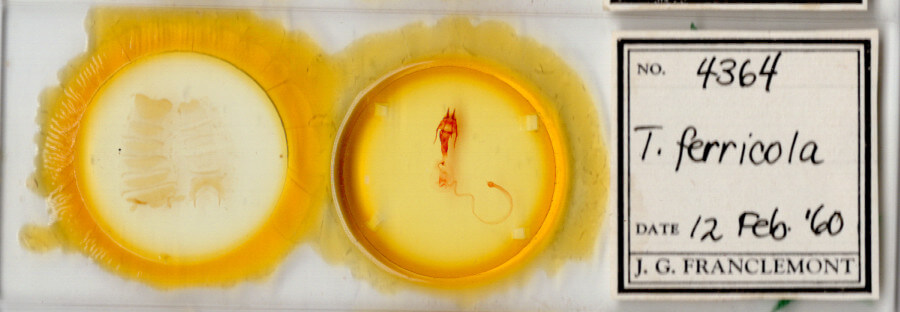 slide view of adult Hypotrix ferricola