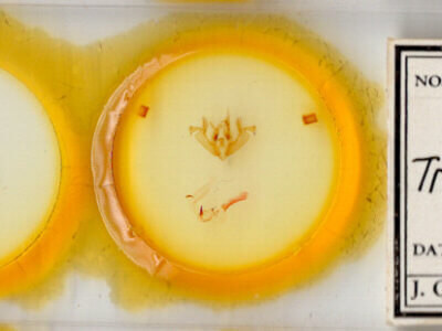 slide view of adult Hypotrix ocularis