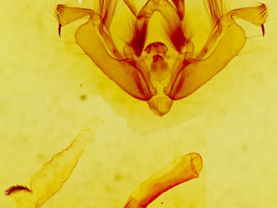 genitalia view of adult Hypotrix ocularis